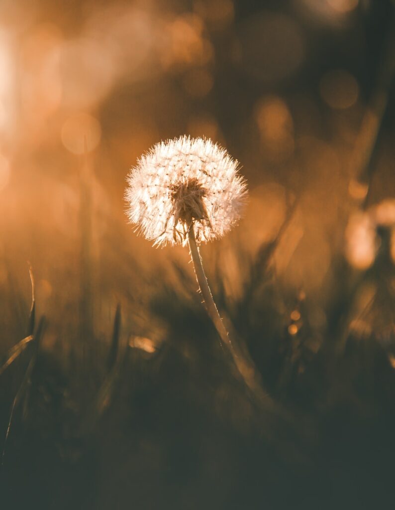 Dandelions