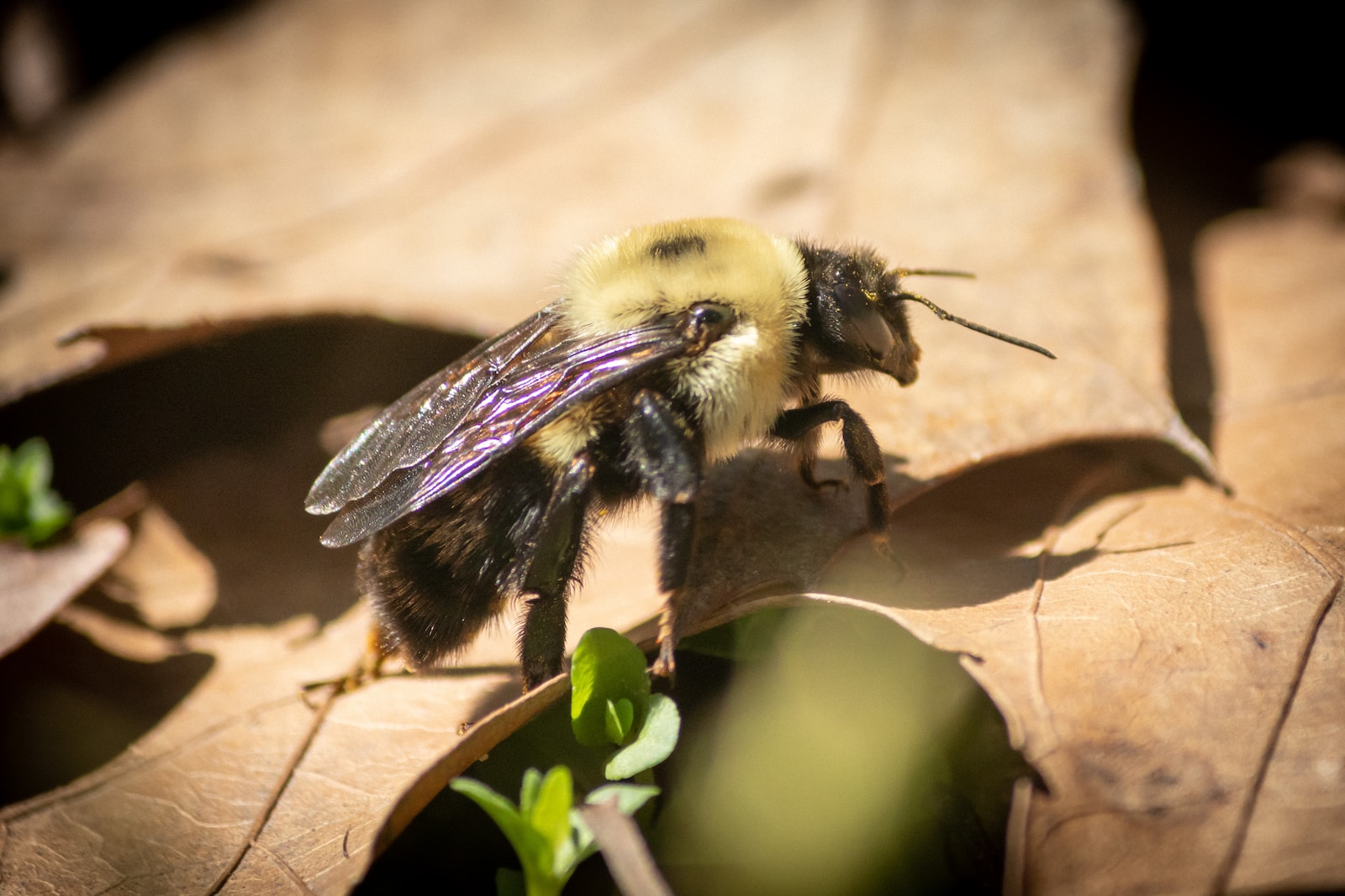 Does Carpenter Bees Make Honey?