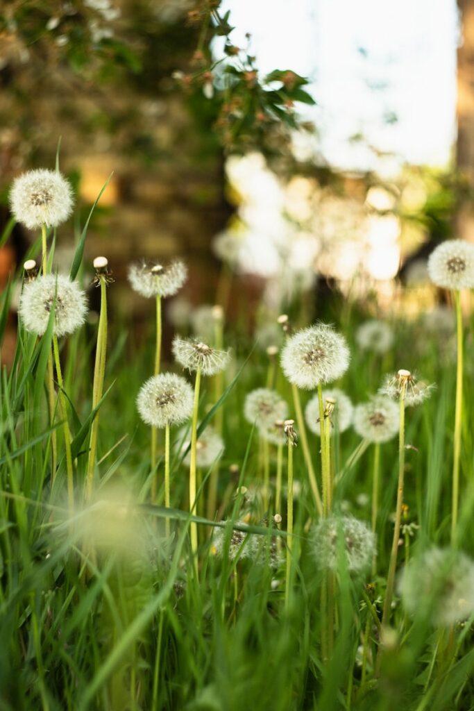 Dandelions